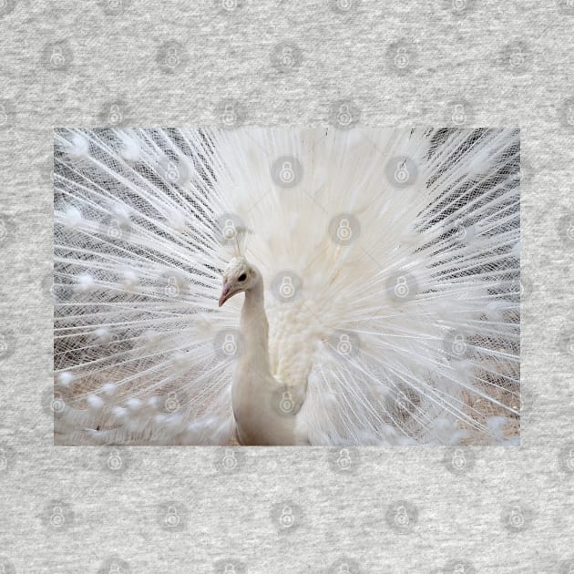 White Peacock by valentina9